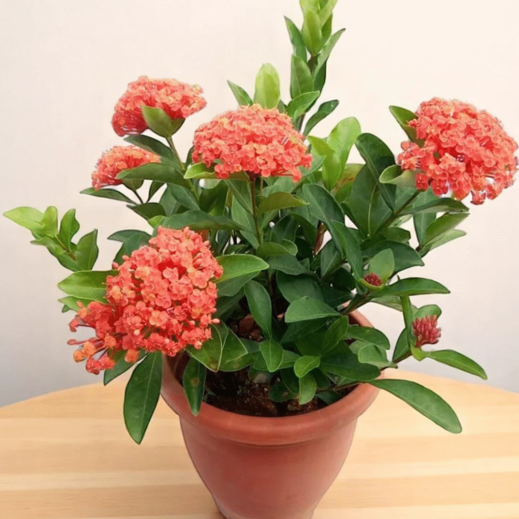 Best Ixora Garden Plants in Qatar