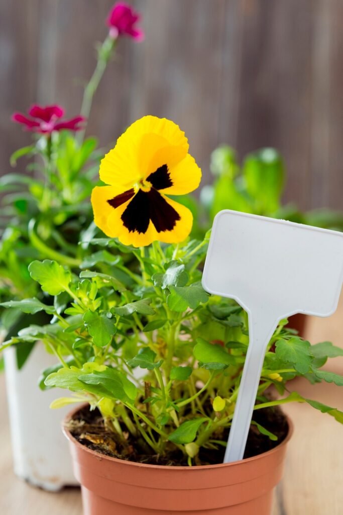 Garden Plant Pots in Qatar