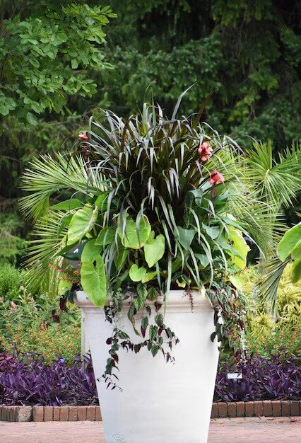 Best outdoor plants in qatar