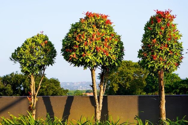 Best outdoor plants in qatar