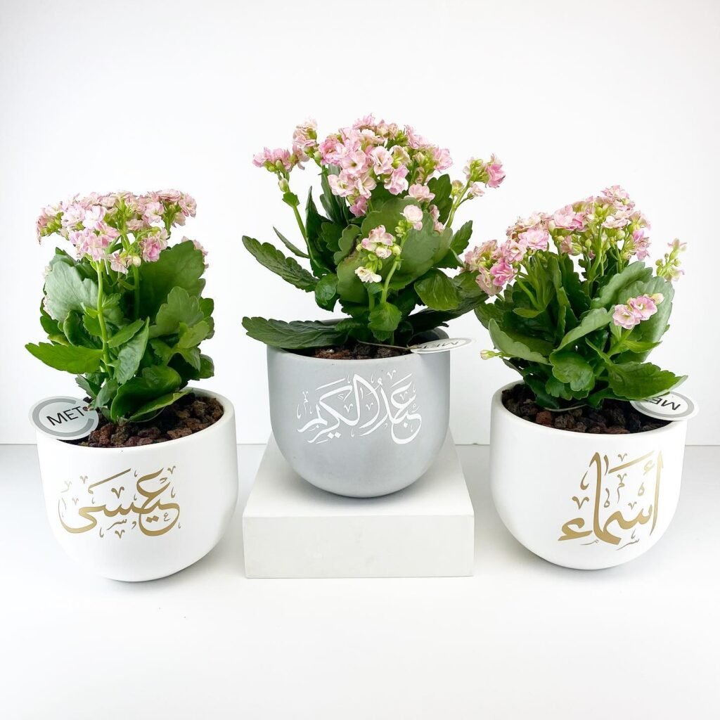 Garden Plants in qatar